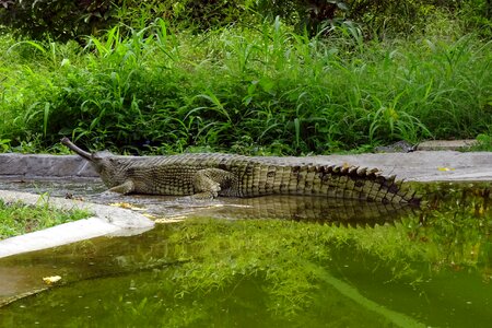 Fish-eating crocodile crocodilian gavialidae photo