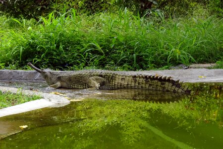 Fish-eating crocodile crocodilian gavialidae