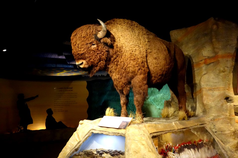 Buffalo - Glenbow Museum - DSC01039
