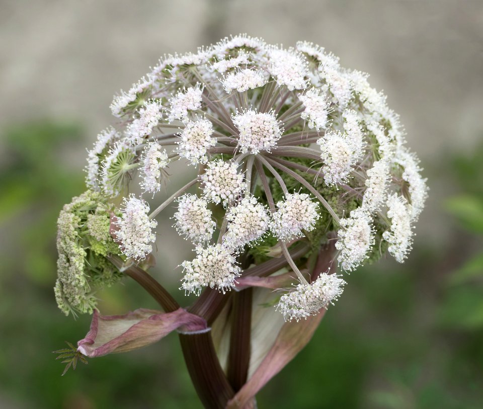 Budding hogweed in soft light