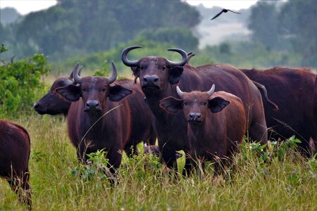 Meadow savannah africa