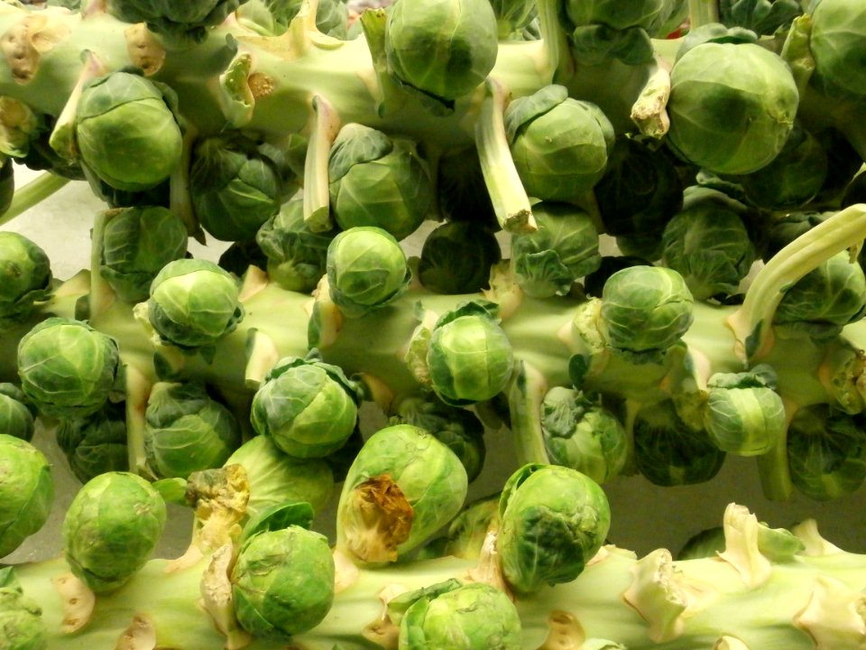 Brussels sprouts on the stalk