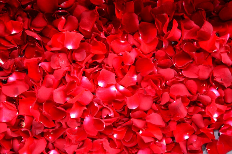 Flowers nature red flowers