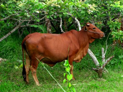 Buffalo in Vietnam