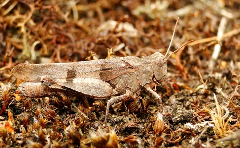 Animals grasshopper siwoszek blue