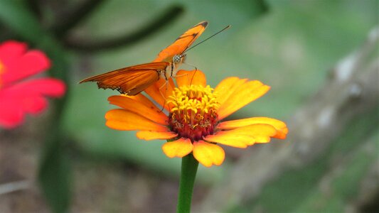 Butterfly flower garden tropical butterfly photo