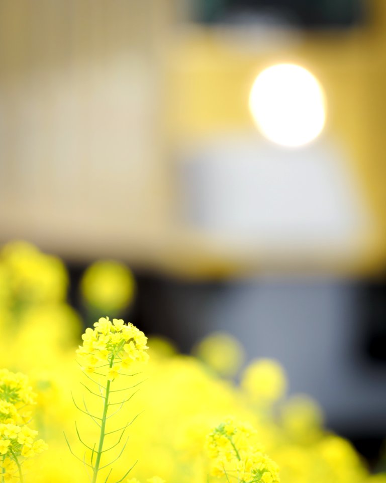 Brassica napus with train(Seibu 9000 Series 9102F)