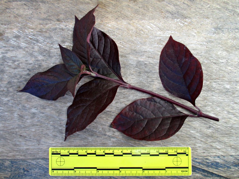 Brazilian joyweed (Alternanthera brasiliana) leaves ruled