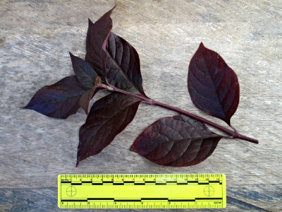 Brazilian joyweed (Alternanthera brasiliana) leaves ruled