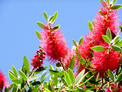 Garden flora red