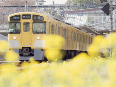 Brassica napus with train(Seibu 2000 Series 2513F)