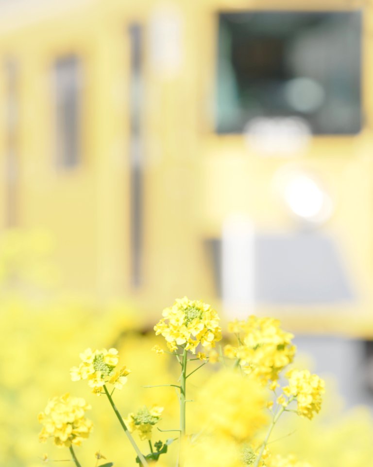 Brassica napus with train(Seibu 9000 Series 9105F)