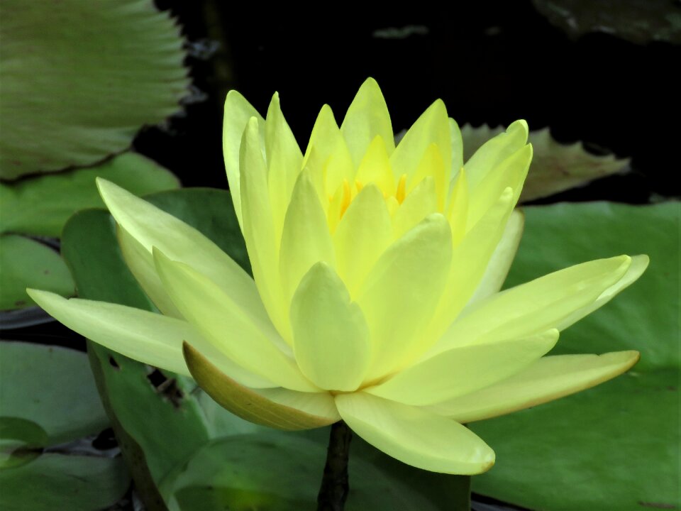Lotus flower pond flower yellow flower