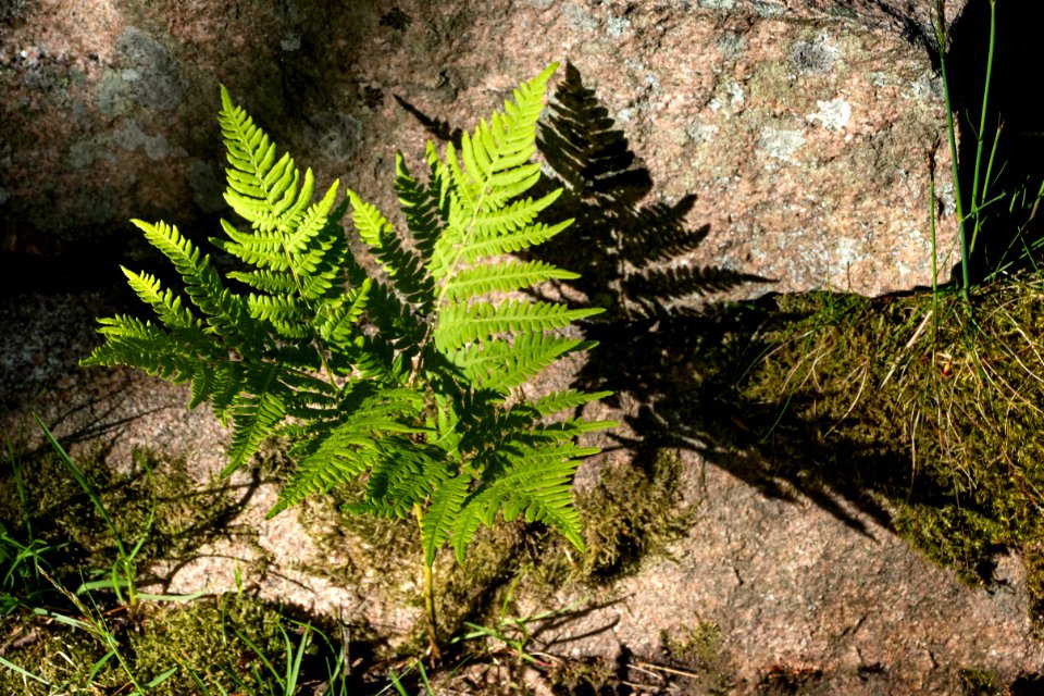 Bracken fern at Myrstigen trail