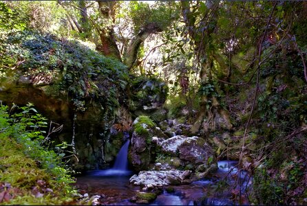 Water river trees photo