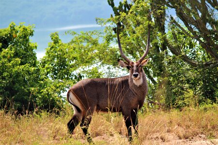 Animal world animal uganda