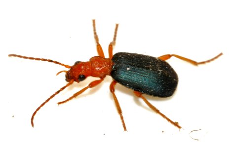 Brachinus-crepitans-11-fws