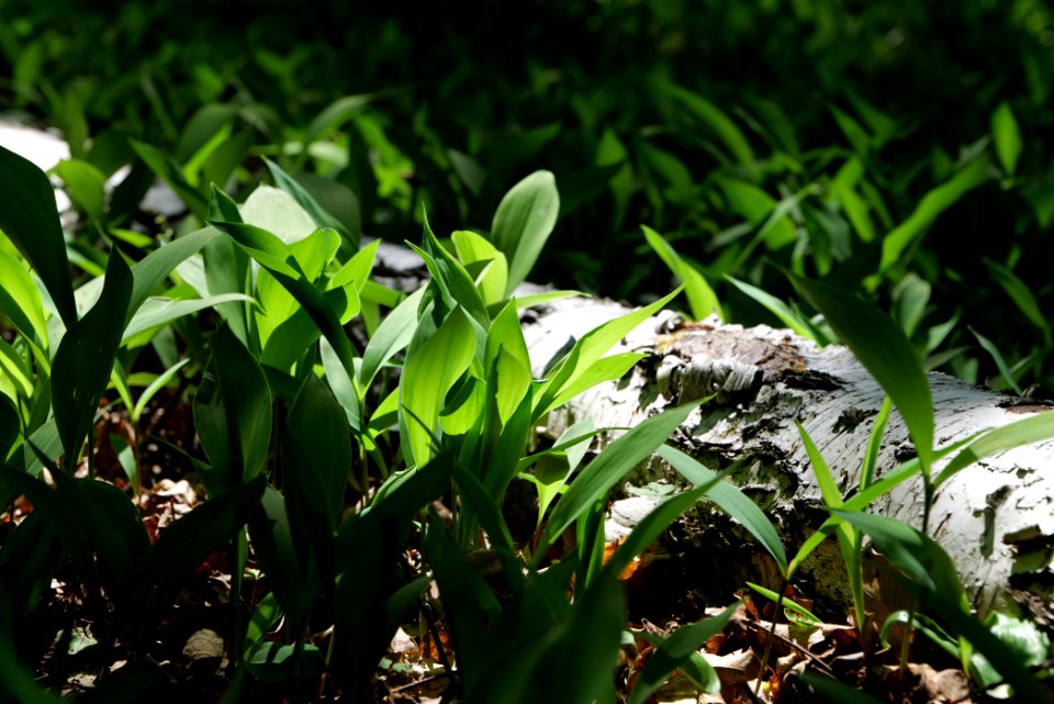 Bredower Forst nature reserve 2020-05-15 47