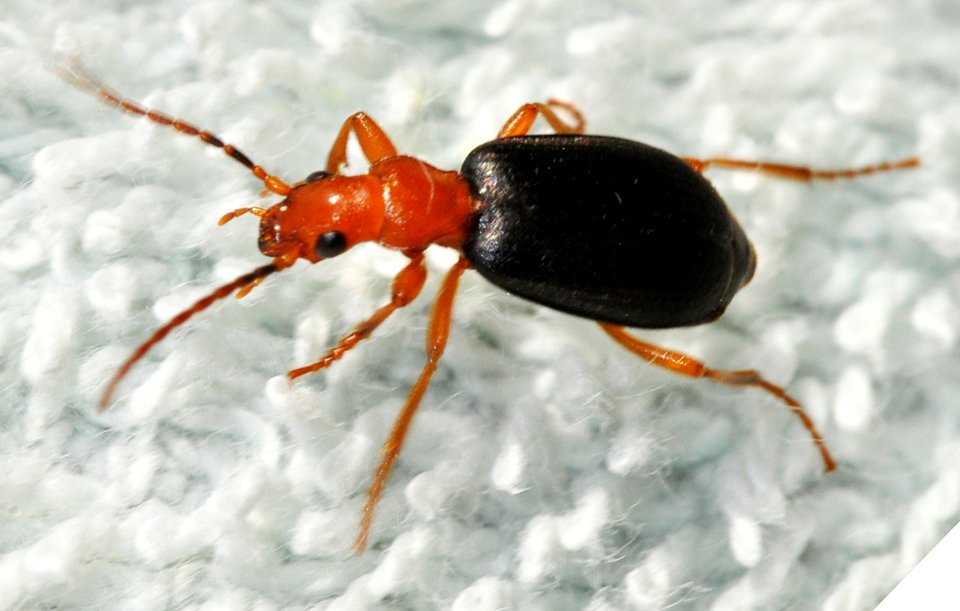 Brachinus-crepitans-01-fws
