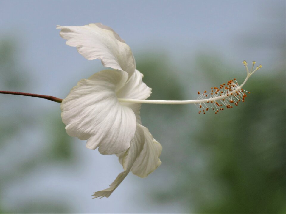 White flower tropical flower close up