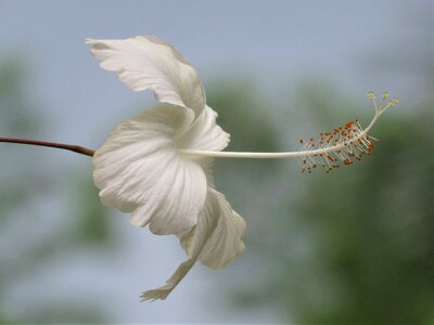 White flower tropical flower close up