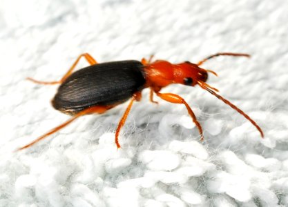 Brachinus-crepitans-02-fws