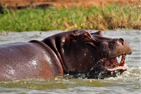 Nature animal hippo