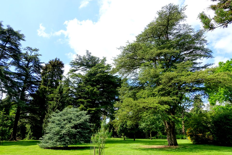 Bowood pinetum - Wiltshire, England - DSC00415
