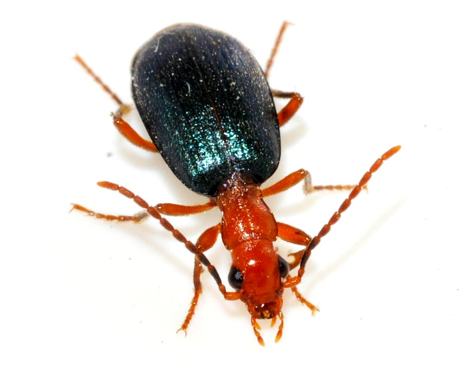 Brachinus-explodens-08-fws