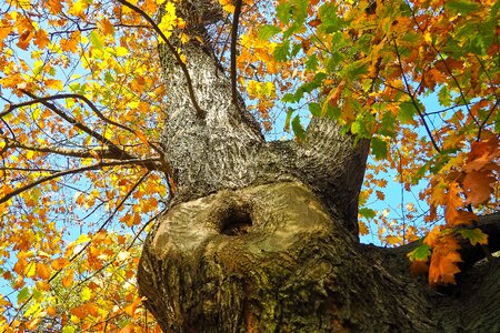 Forest sky leaves