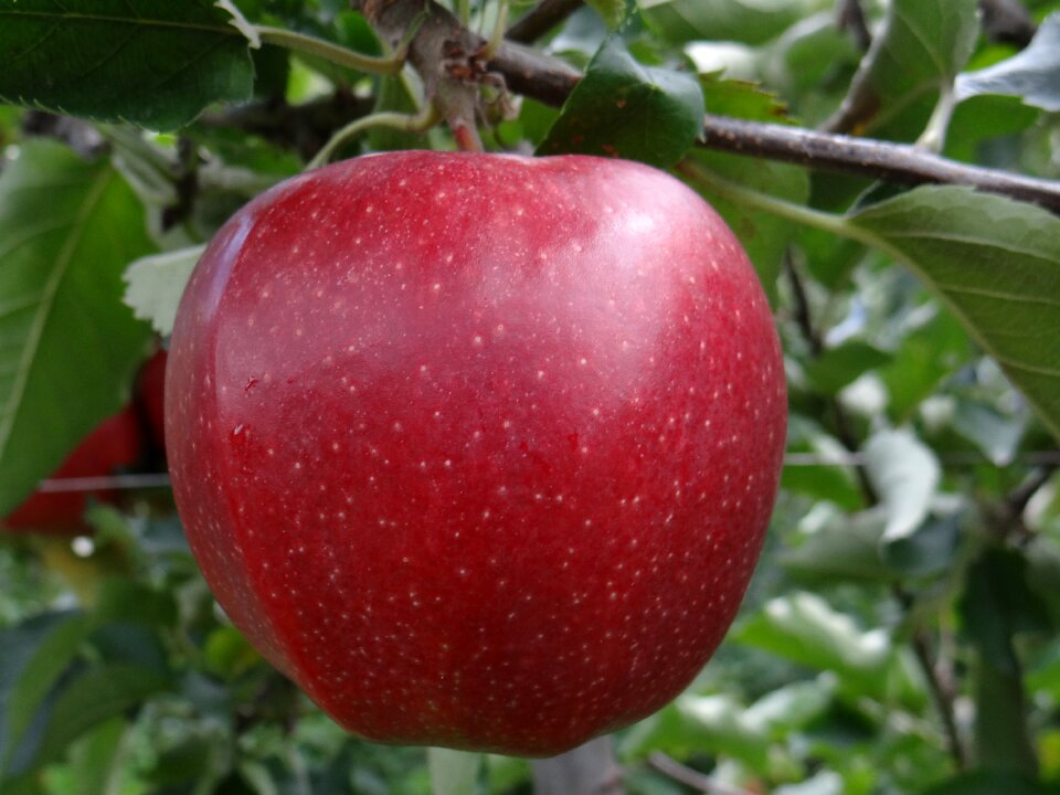 Jona gold apple red apple