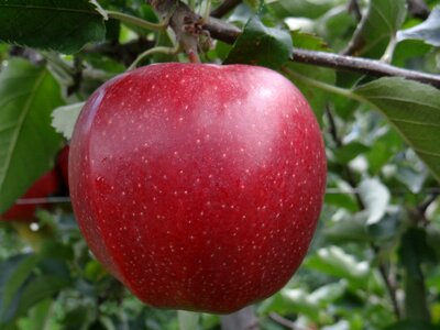 Jona gold apple red apple