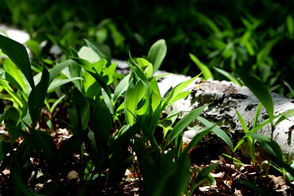 Bredower Forst nature reserve 2020-05-15 45