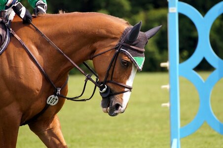 Horses tournament jump photo