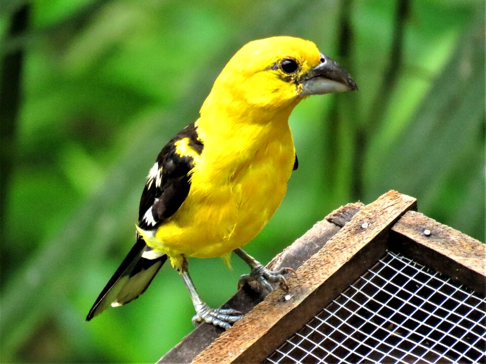 Yellow bird oriole tropical bird