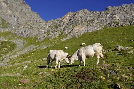 Cow summer pasture