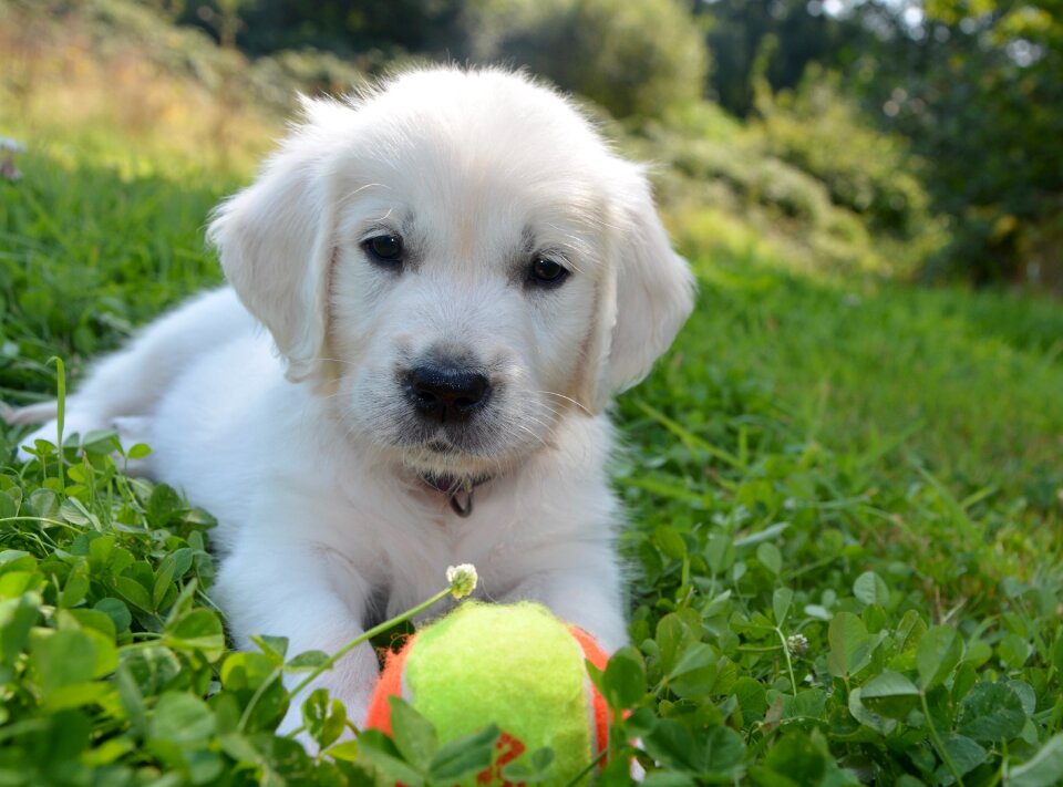Male domestic animal cute