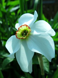 Flower nature plant