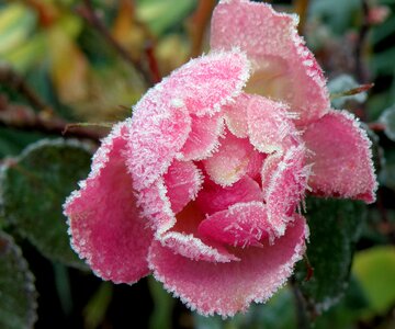 Flower winter petals