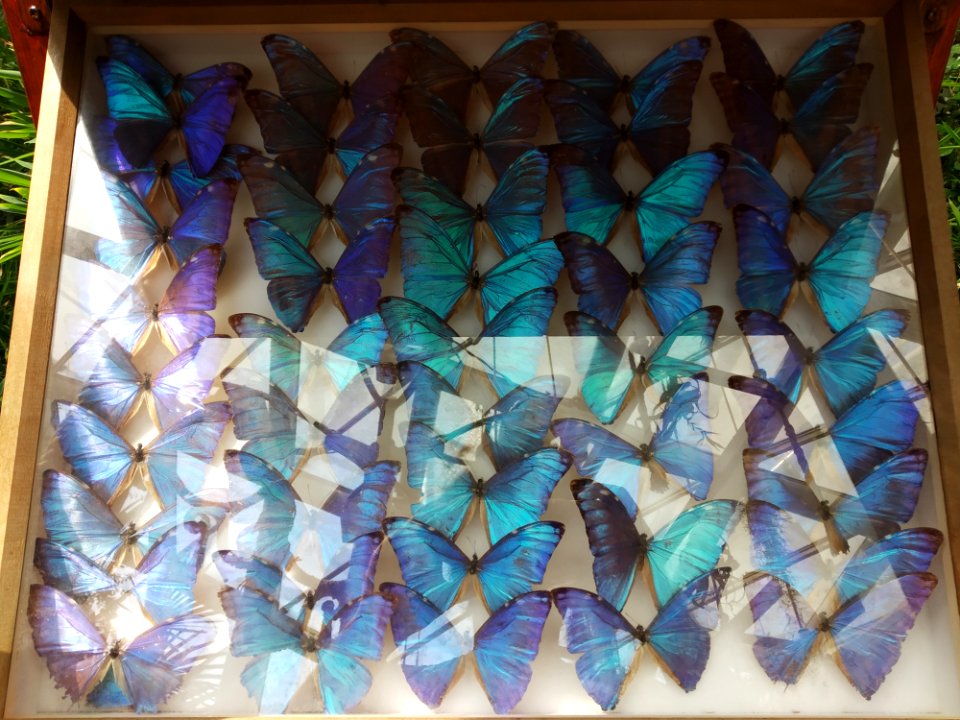 Butterflies in Konya Tropical Garden 04