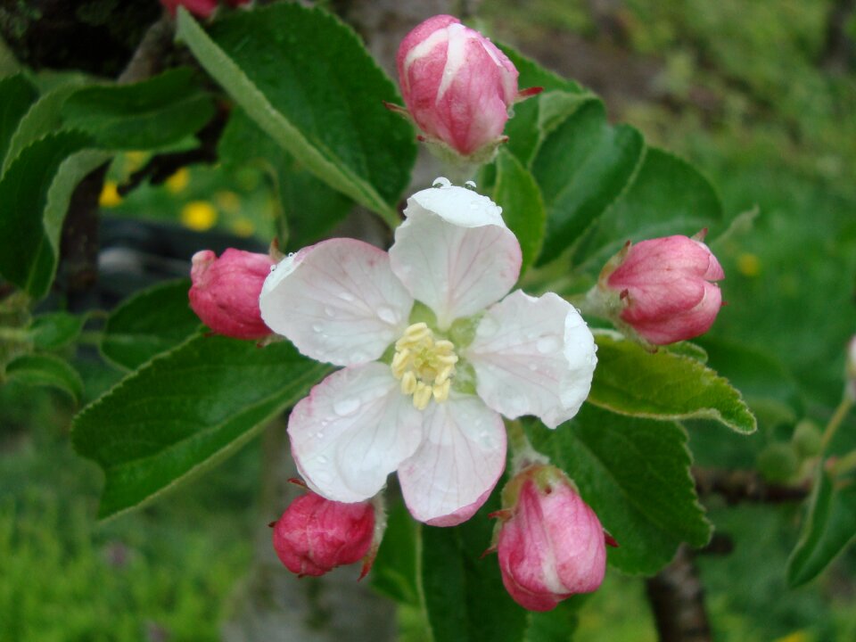 Nature spring pear blossom