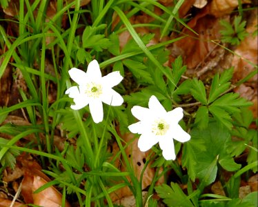 Buschwindroeschen Kohlbruck