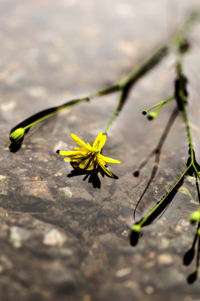 Summer nature puddle