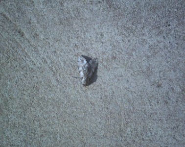 Butterfly asphalt camouflaged