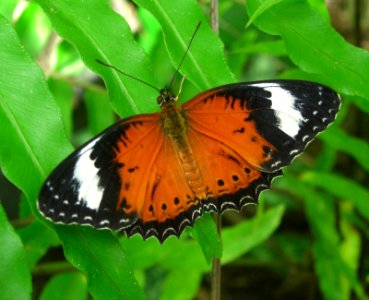 Butterfly farm 1