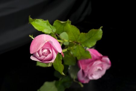 Natural roses rose buds