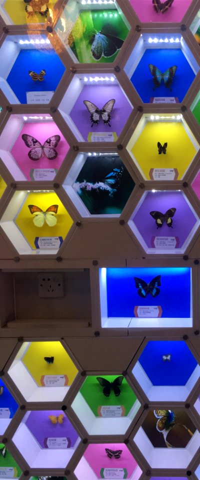 Butterfly specimen exhibition in Guangming Butterfly Valley, picture2
