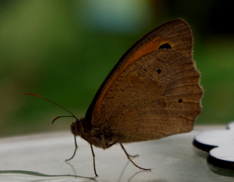 Butterfly in the farm - Parc floral 2
