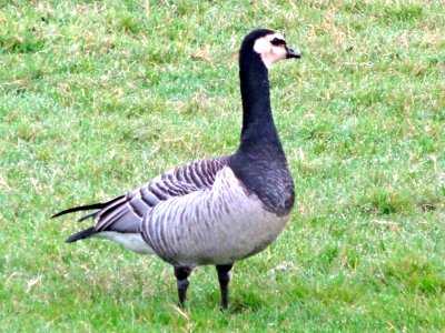 Brandgans in de Binnen-Uiterdijk