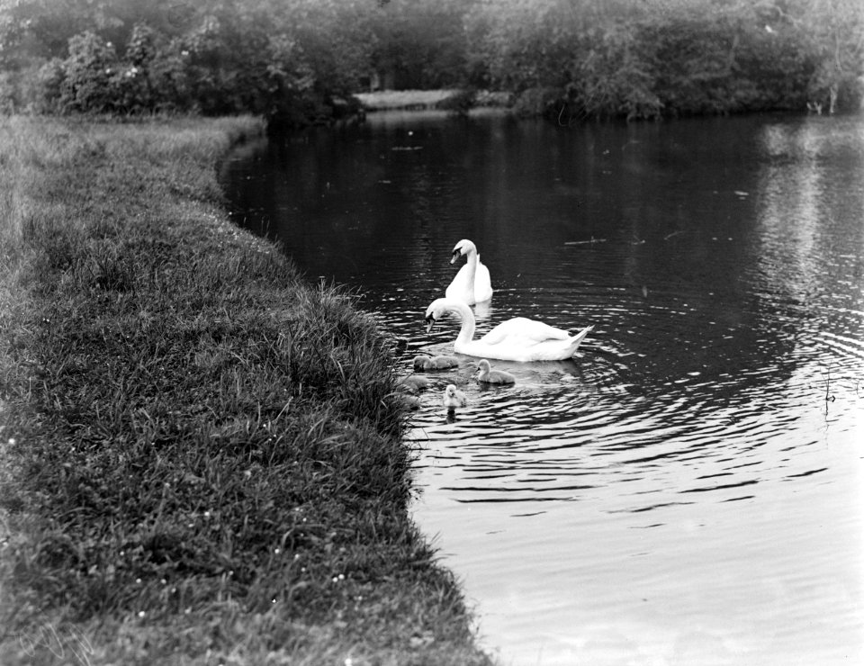 Zwanen met jongen in een vijver, Bestanddeelnr 252-0523